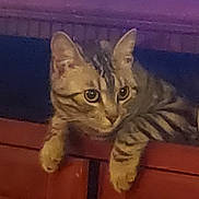 Pico is registered to the contest to win money with this photo: animal, cat, closeup, curious, cute, domestic, ears, eyes, face, feline, indoor, looking, mammal, paws, pet, relaxed, striped, tabby, whiskers, wood