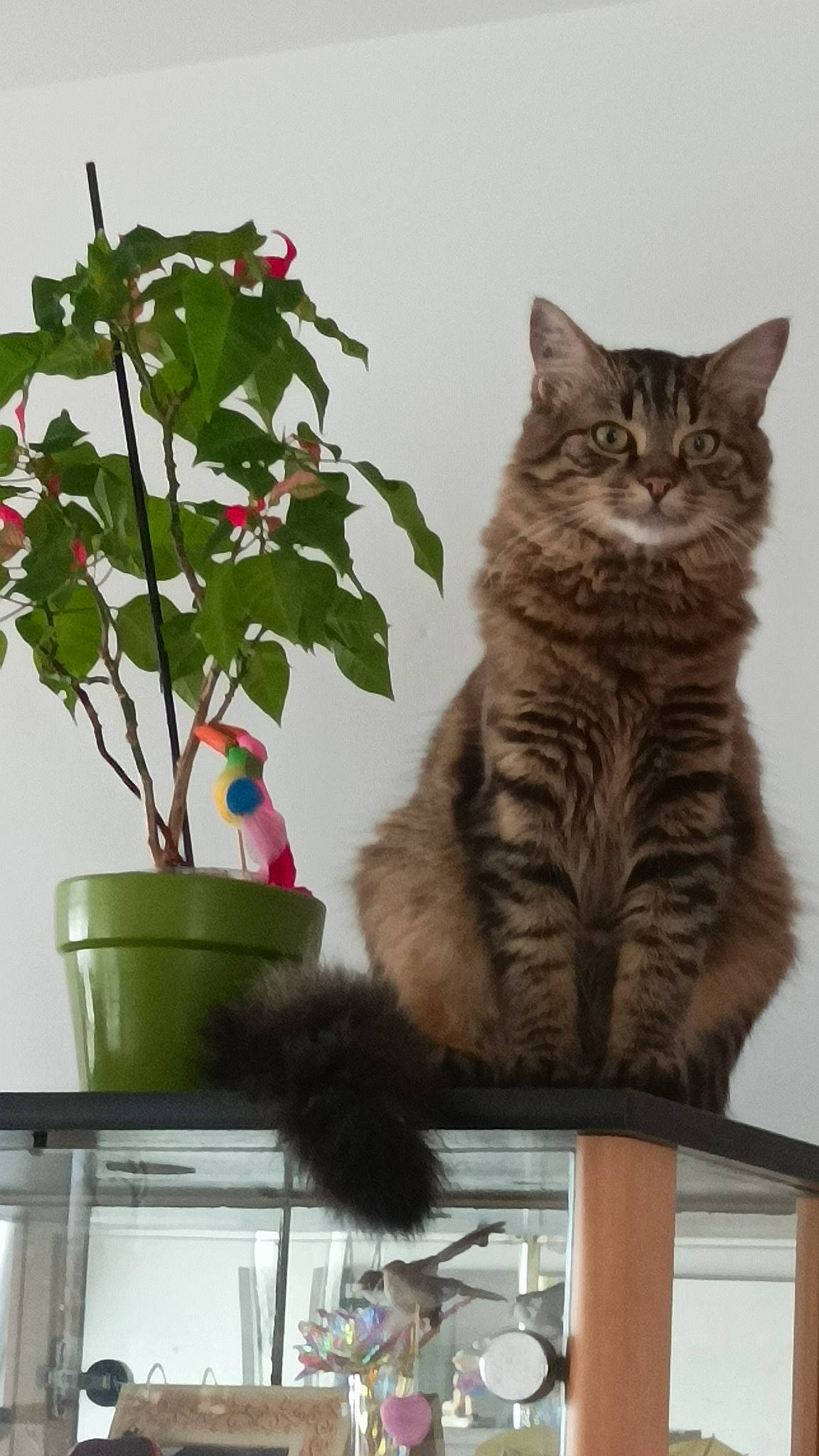Fripon participe au concours pour gagner de l'argent avec cette photo : annual_plant, carnivore, cat, domestic_short_haired_cat, felidae, flowering_plant, flowerpot, fur, herb, houseplant, plant, plant_stem, sitting, small_to_medium_sized_cats, tail, tree, whiskers, window, wood