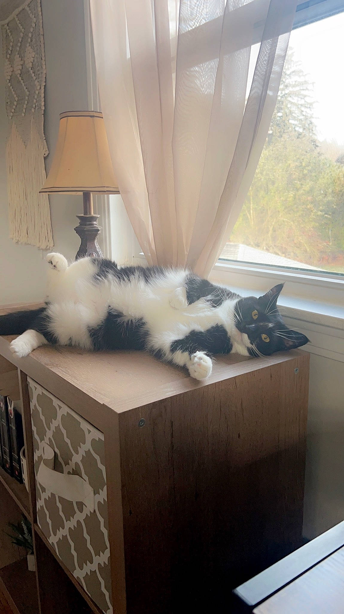 Nova is registered to the contest to win money with this photo: cabinetry, carnivore, cat, comfort, companion_dog, curtain, felidae, floor, flooring, fur, grey, hardwood, interior_design, small_to_medium_sized_cats, table, tail, textile, whiskers, window, wood