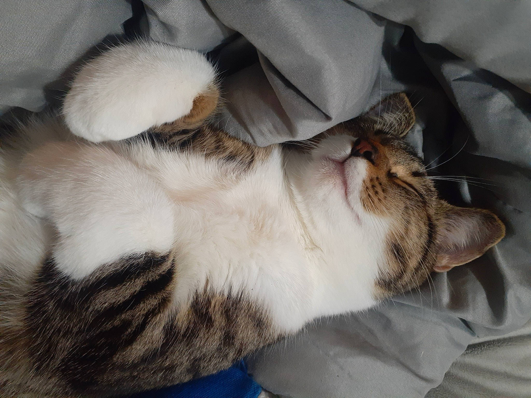 Junebug joined the competition — help win amazing prizes! carnivore, cat, claw, comfort, domestic_short_haired_cat, ear, fawn, felidae, fur, grey, mammal, nap, paw, sleep, small_to_medium_sized_cats, snout, tail, whiskers