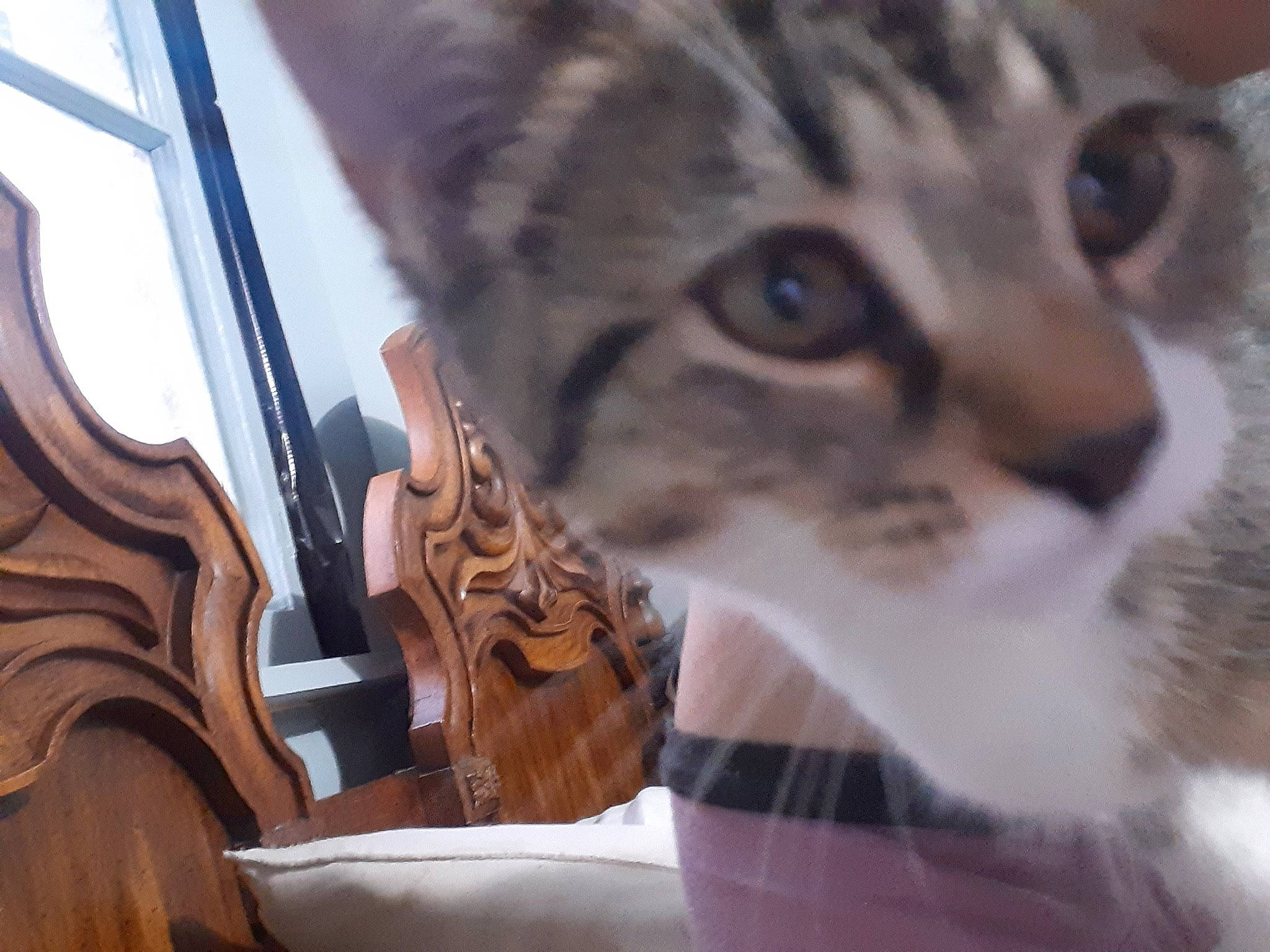 Junebug is registered to the contest to win money with this photo: carnivore, cat, domestic_short_haired_cat, door, eyelash, eyewear, felidae, fur, pattern, small_to_medium_sized_cats, snout, terrestrial_animal, whiskers, wildlife, wood