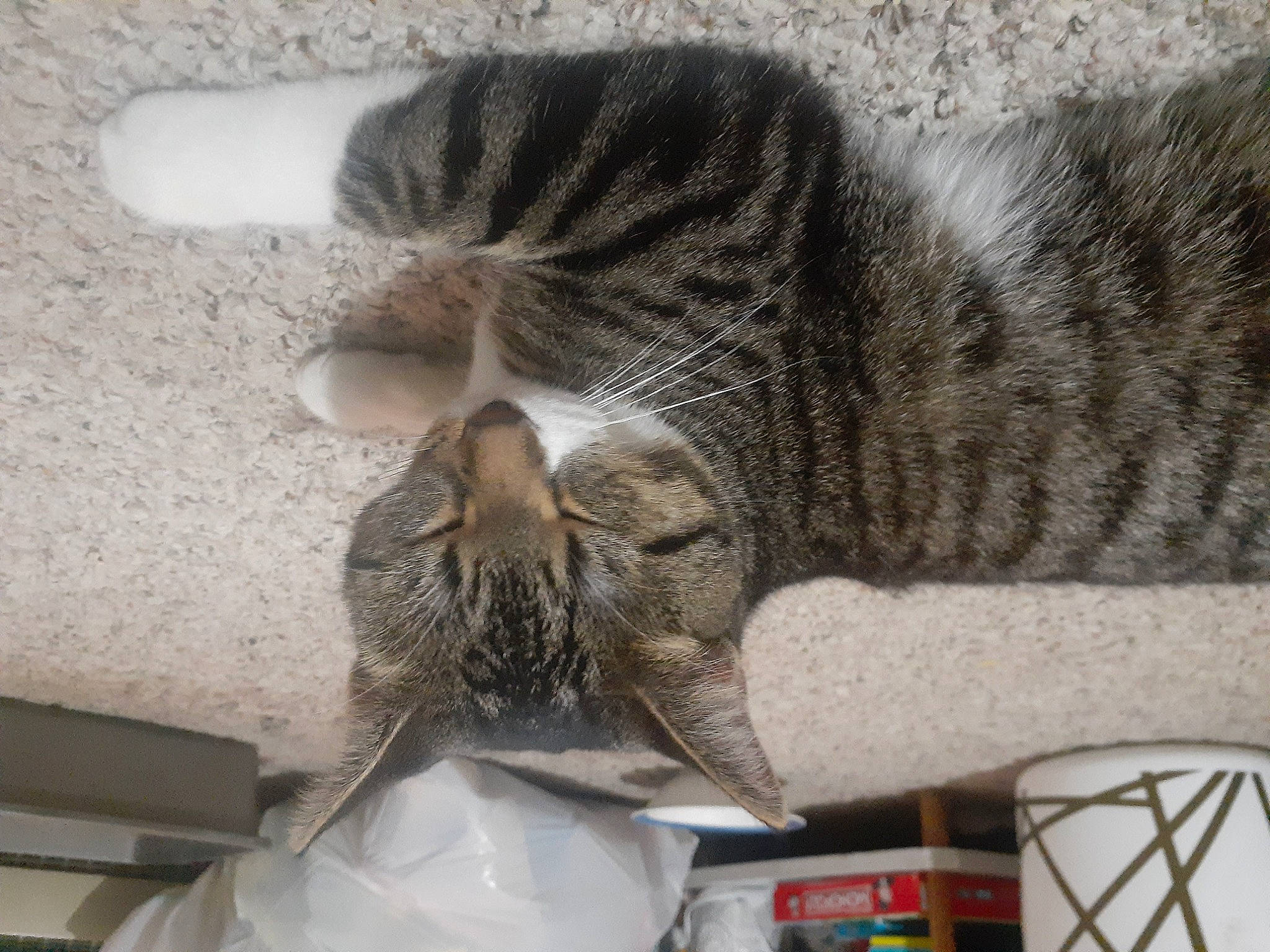 Junebug joined the competition — help win amazing prizes! carnivore, cat, cat_supply, claw, comfort, domestic_short_haired_cat, felidae, fur, grey, metal, nap, paw, sleep, small_to_medium_sized_cats, snout, tail, terrestrial_animal, whiskers