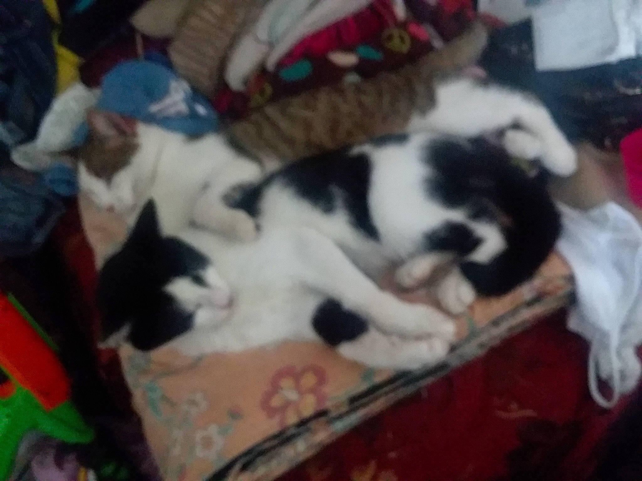 Oreo joined the competition — help win amazing prizes! canidae, carnivore, cat, comfort, companion_dog, dog_breed, domestic_short_haired_cat, felidae, fur, lap, mammal, nap, non_sporting_group, paw, sleep, small_to_medium_sized_cats, sporting_group, tail, vertebrate, whiskers