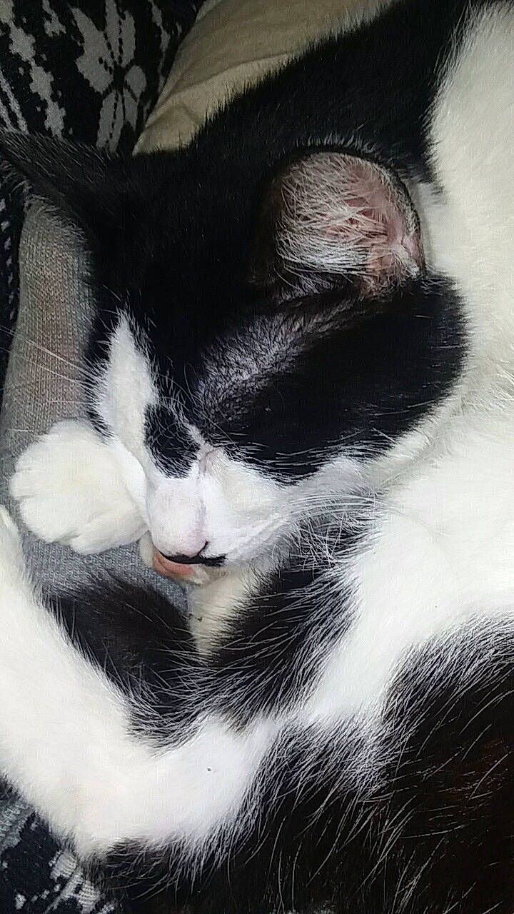 Oreo is registered to the contest to win money with this photo: carnivore, cat, claw, comfort, domestic_short_haired_cat, ear, felidae, foot, fur, monochrome, monochrome_photography, nap, paw, plant, small_to_medium_sized_cats, snout, tail, tree, whiskers, window