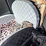 puppy, dog, sleeping, small_dog, pet, animal, car, car_seat, blanket, travel, nap, resting, brown, gray, fur, paw_prints, pet_carrier, bag, indoor, cute
