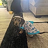 dog, puppy, dachshund, pet, animal, shark_outfit, clothing, costume, sitting, wide_eyed, brown_fur, long_ears, indoors, living_room, rug, couch, houseplant, home, portrait, cute
