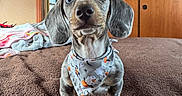 Milo joined the competition — help win amazing prizes! puppy, dog, gray_dog, portrait, sitting, couch, bandana, pet, animal, indoors, home, wooden_cabinets, blanket, brown_couch, floppy_ears, blue_eyes, snout, paws, cute, photography