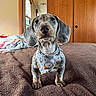 puppy, dog, gray_dog, portrait, sitting, couch, bandana, pet, animal, indoors, home, wooden_cabinets, blanket, brown_couch, floppy_ears, blue_eyes, snout, paws, cute, photography