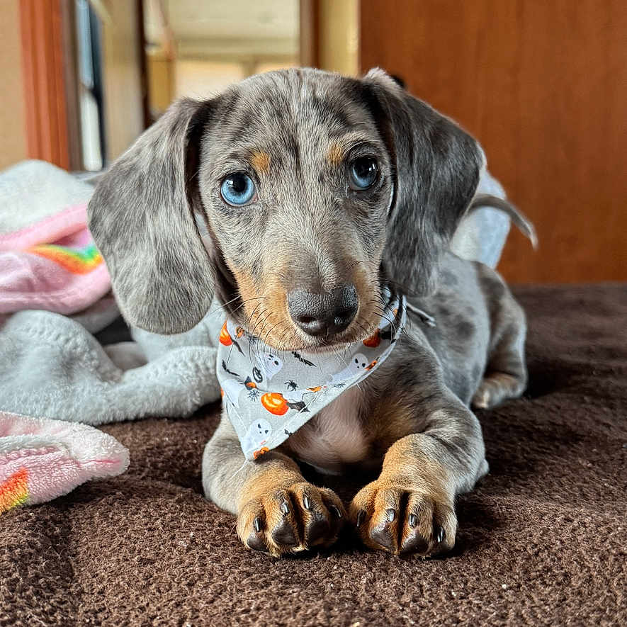 Milo