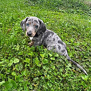 Milo is registered to the contest to win money with this photo: puppy, dog, dachshund, outdoor, grass, clover, lawn, garden, speckled_coat, blue_eyes, floppy_ears, sitting, portrait, animal, pet, house, trees, greenery, daylight, cute