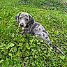 puppy, dog, dachshund, outdoor, grass, clover, lawn, garden, speckled_coat, blue_eyes, floppy_ears, sitting, portrait, animal, pet, house, trees, greenery, daylight, cute