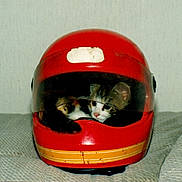 Gwendoline participe au concours pour gagner de l'argent avec cette photo : animal, cat, closeup, cozy, curious, cute, domestic, feline, helmet, indoor, kitten, motorcycle_helmet, pet, red, resting, small, soft, texture, visor, young
