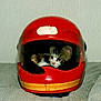 animal, cat, closeup, cozy, curious, cute, domestic, feline, helmet, indoor, kitten, motorcycle_helmet, pet, red, resting, small, soft, texture, visor, young