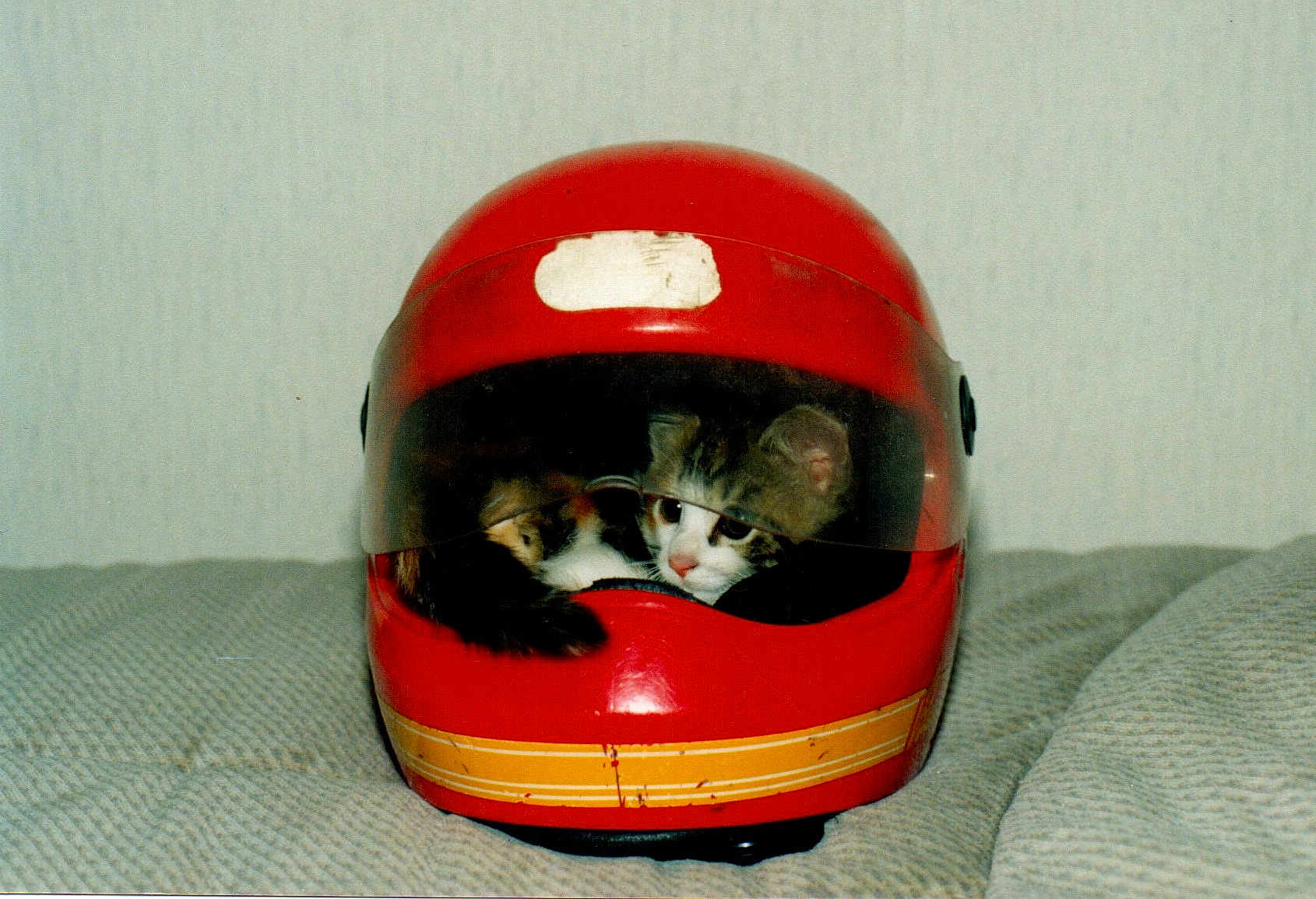 Gwendoline participe au concours pour gagner de l'argent avec cette photo : animal, cat, closeup, cozy, curious, cute, domestic, feline, helmet, indoor, kitten, motorcycle_helmet, pet, red, resting, small, soft, texture, visor, young