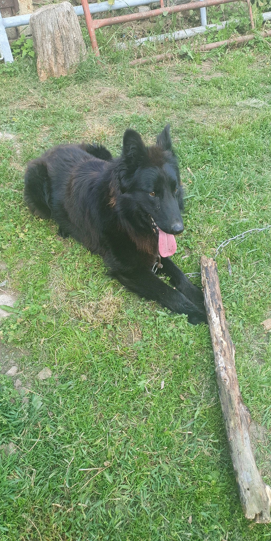 Looky a rejoint le concours — aidez-le/la à gagner de superbes lots ! black_norwegian_elkhound, borador, carnivore, companion_dog, croatian_sheepdog, dog, dog_breed, german_spitz_mittel, grass, groenendael, guard_dog, herding_dog, lawn, non_sporting_group, plant, sporting_group, tail, terrestrial_animal, working_animal, working_dog