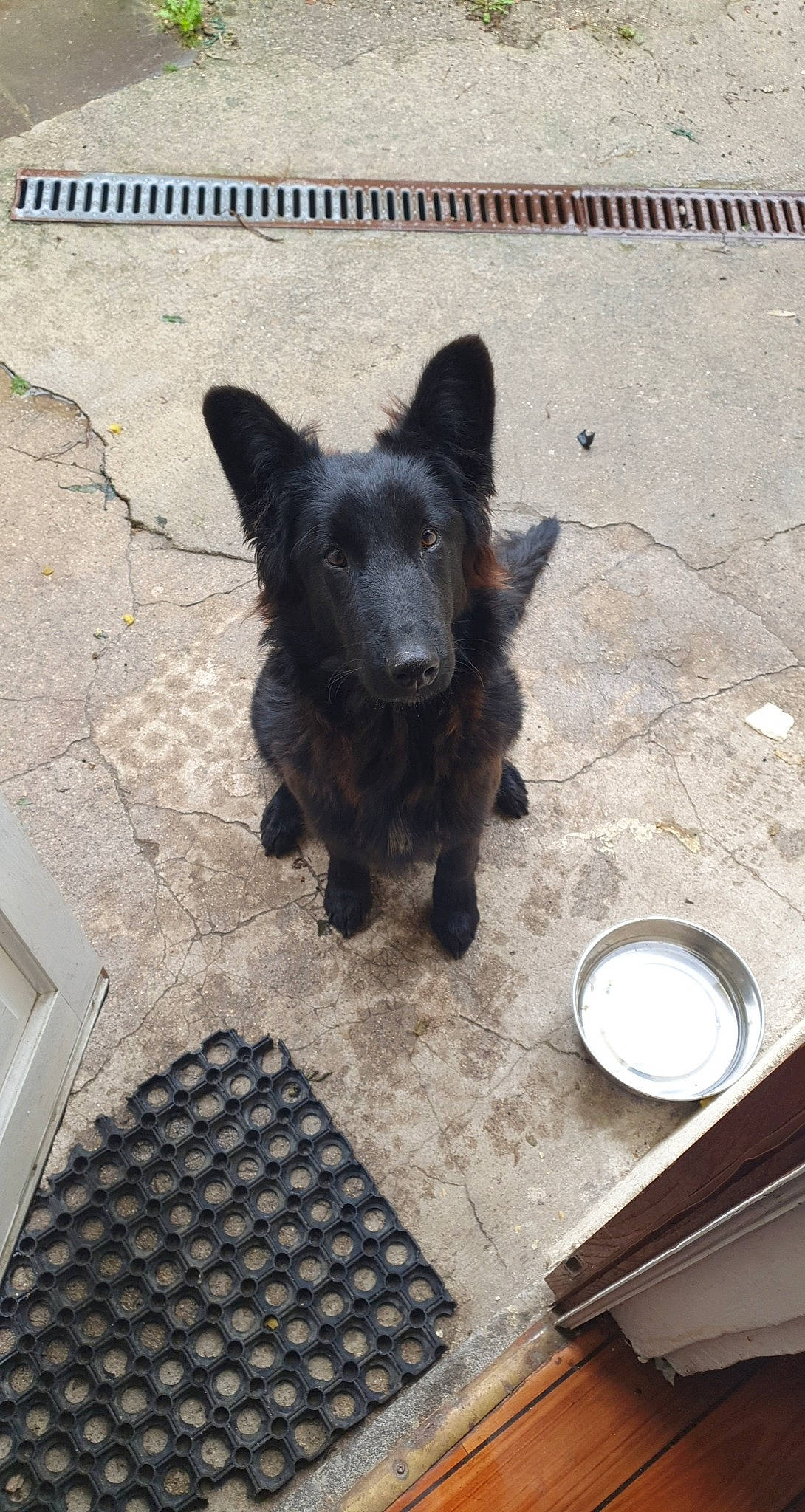 Looky a rejoint le concours — aidez-le/la à gagner de superbes lots ! canidae, carnivore, companion_dog, dog, dog_breed, mat, rare_breed_dog, schipperke, snout, sporting_group, tile, working_animal, working_dog