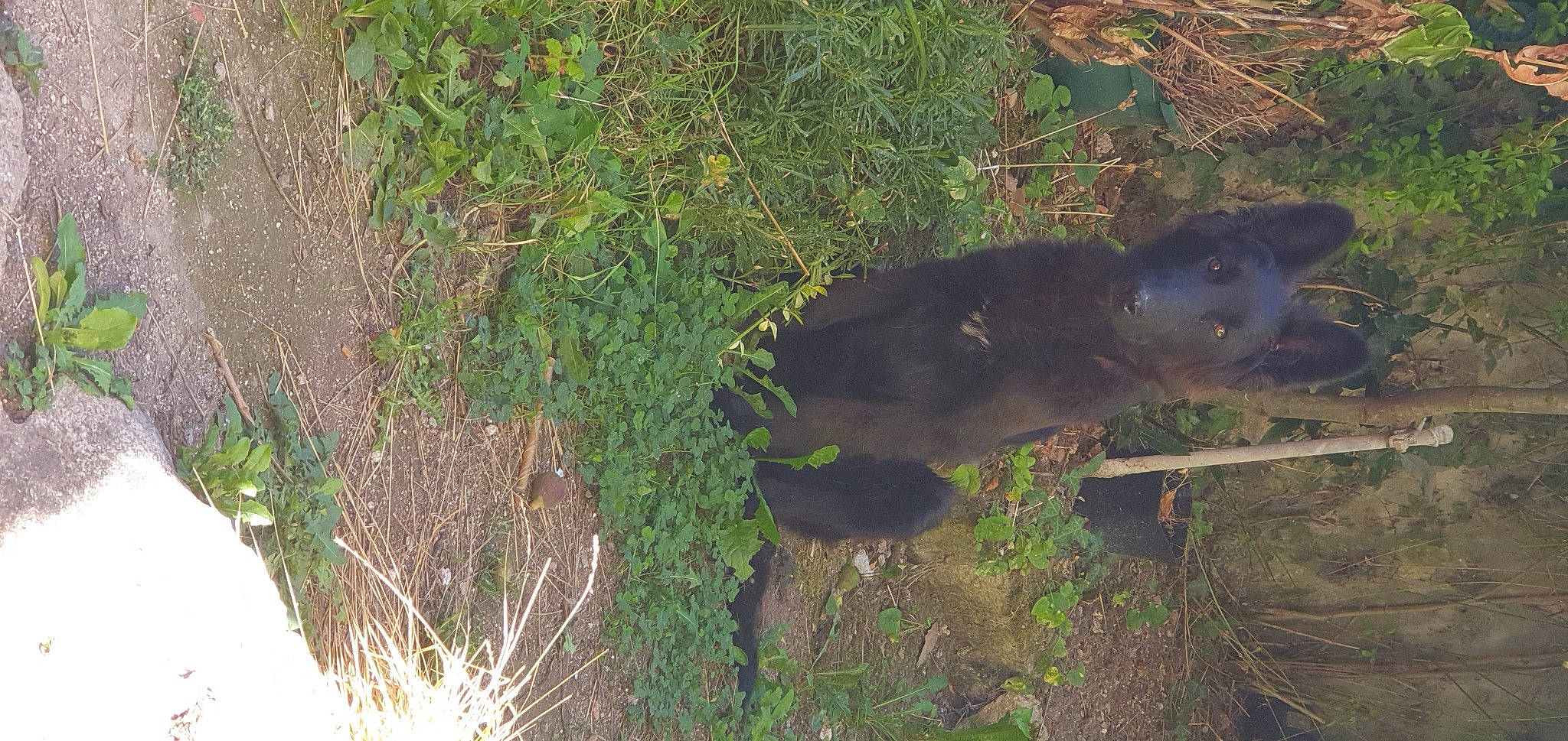 Looky a rejoint le concours — aidez-le/la à gagner de superbes lots ! bear, biome, carnivore, dog_breed, grass_family, groundcover, non_vascular_land_plant, plant_community, shrubland, subshrub, terrestrial_animal, terrestrial_plant, trunk, vegetation