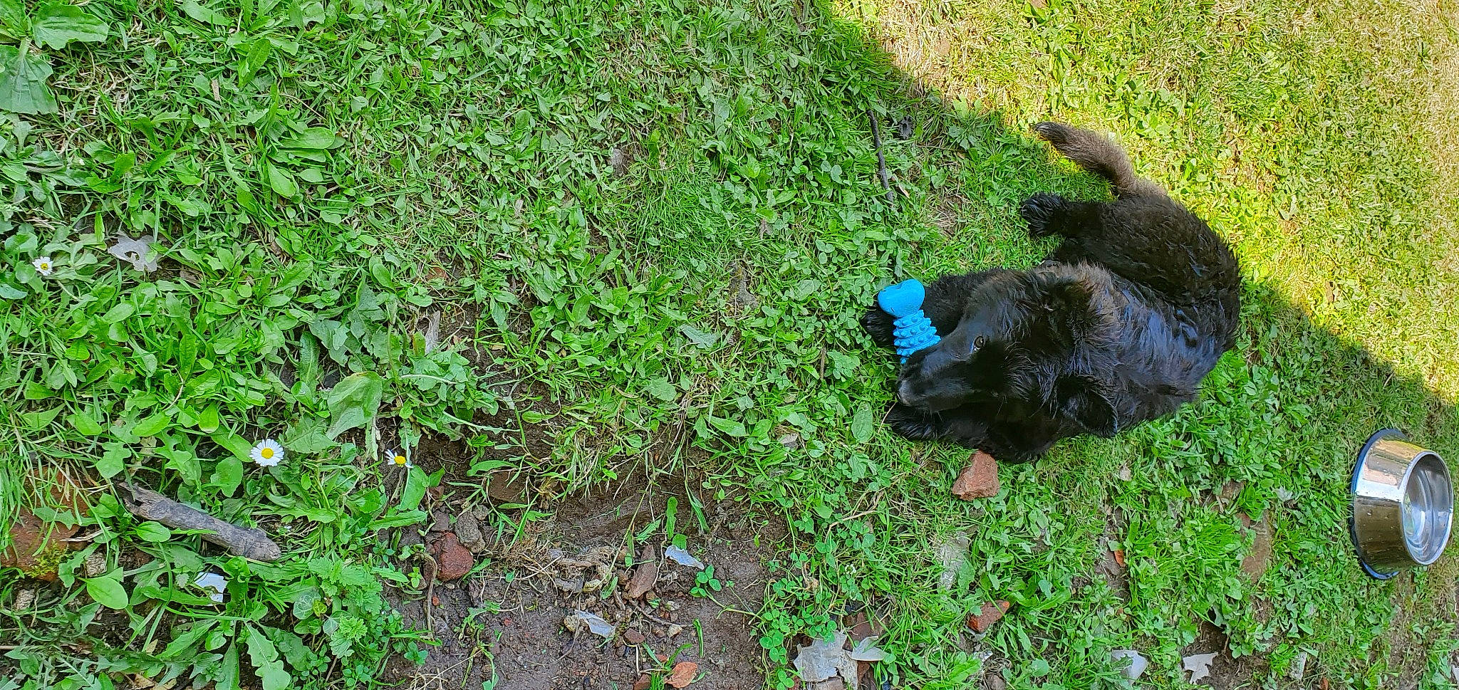 Looky a rejoint le concours — aidez-le/la à gagner de superbes lots ! annual_plant, carnivore, companion_dog, dog_breed, grass, grass_family, groundcover, herbaceous_plant, perennial_plant, puppy, shadow, soil, sporting_group, subshrub