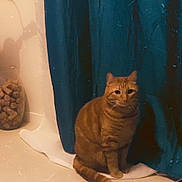 Billale a rejoint le concours — aidez-le/la à gagner de superbes lots ! calm, cat, corks, cozy, curtain, domestic, feline, floor, grain, home, indoor, jar, orange_tabby, pet, plant, quiet, scratches, shadow, sitting, vintage_filter