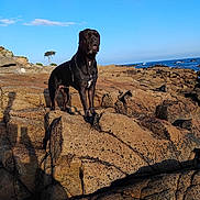 Syrius a rejoint le concours — aidez-le/la à gagner de superbes lots ! animal, black_dog, blue_sky, canine, coast, daytime, dog, landscape, nature, ocean, outdoor, pet, rocks, rocky_terrain, scenic, shadow, sky, standing, sunlight, water