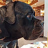 Syrius a rejoint le concours — aidez-le/la à gagner de superbes lots ! dog, black_dog, large_dog, canine, pet, animal, closeup, portrait, profile, short_hair, floppy_ears, brown_eyes, black_fur, nose, muzzle, indoors, home, dining_area, tablecloth, floral_pattern