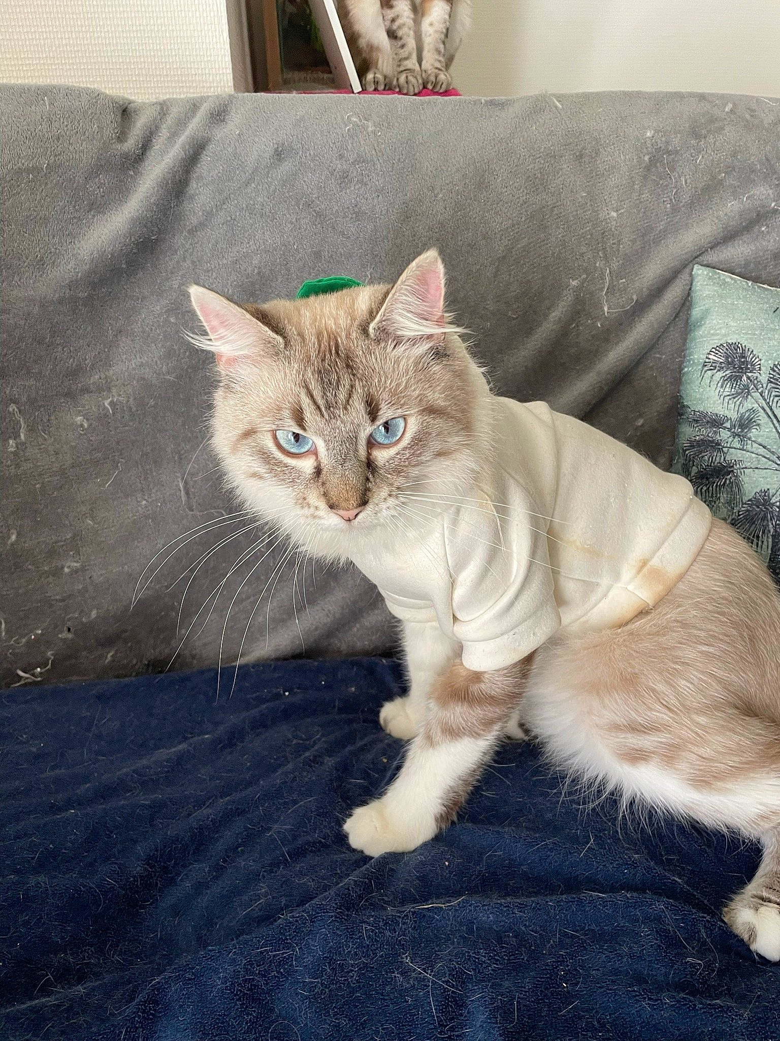 Balou participe au concours pour gagner de l'argent avec cette photo : carnivore, cat, claw, comfort, couch, domestic_short_haired_cat, eye, fawn, felidae, fur, linens, paw, sitting, small_to_medium_sized_cats, snout, tail, terrestrial_animal, whiskers, window, wood