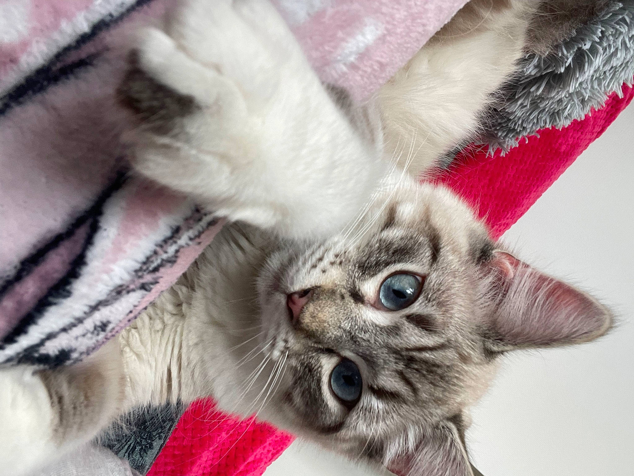 Balou participe au concours pour gagner de l'argent avec cette photo : balinese, carnivore, cat, cat_bed, claw, close_up, comfort, domestic_short_haired_cat, eyelash, fawn, felidae, fur, paw, photo_caption, plant, small_to_medium_sized_cats, snout, tail, whiskers, window