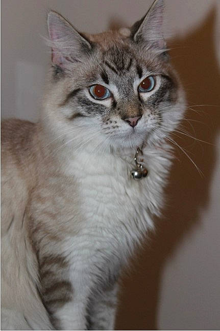 Balou participe au concours pour gagner de l'argent avec cette photo : carnivore, cat, domestic_short_haired_cat, felidae, fur, iris, photo_caption, small_to_medium_sized_cats, snout, terrestrial_animal, whiskers, window