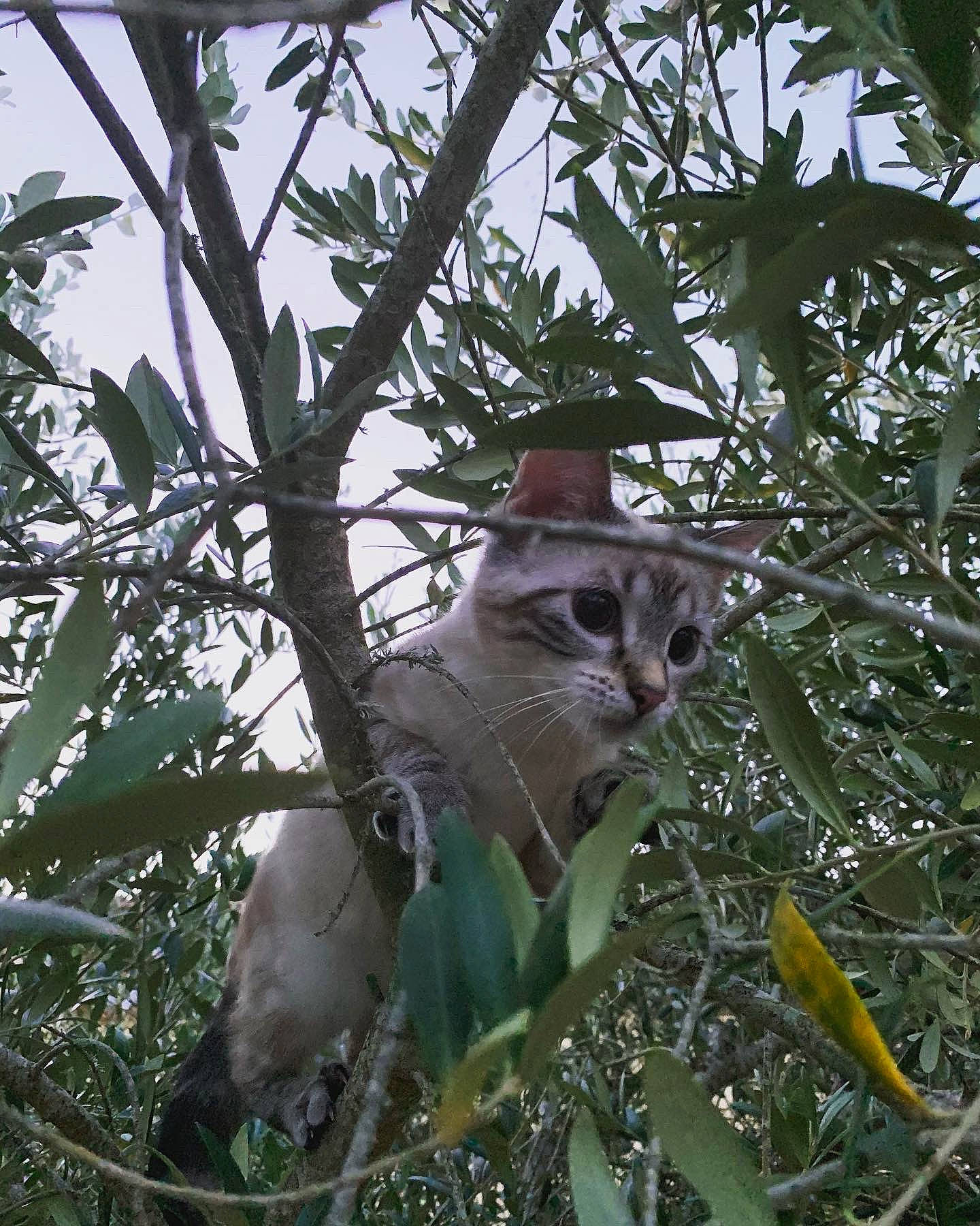 Papelle a rejoint le concours — aidez-le/la à gagner de superbes lots ! branch, cat, fawn, felidae, marsupial, plant, plant_stem, small_to_medium_sized_cats, tree, whiskers, wildlife