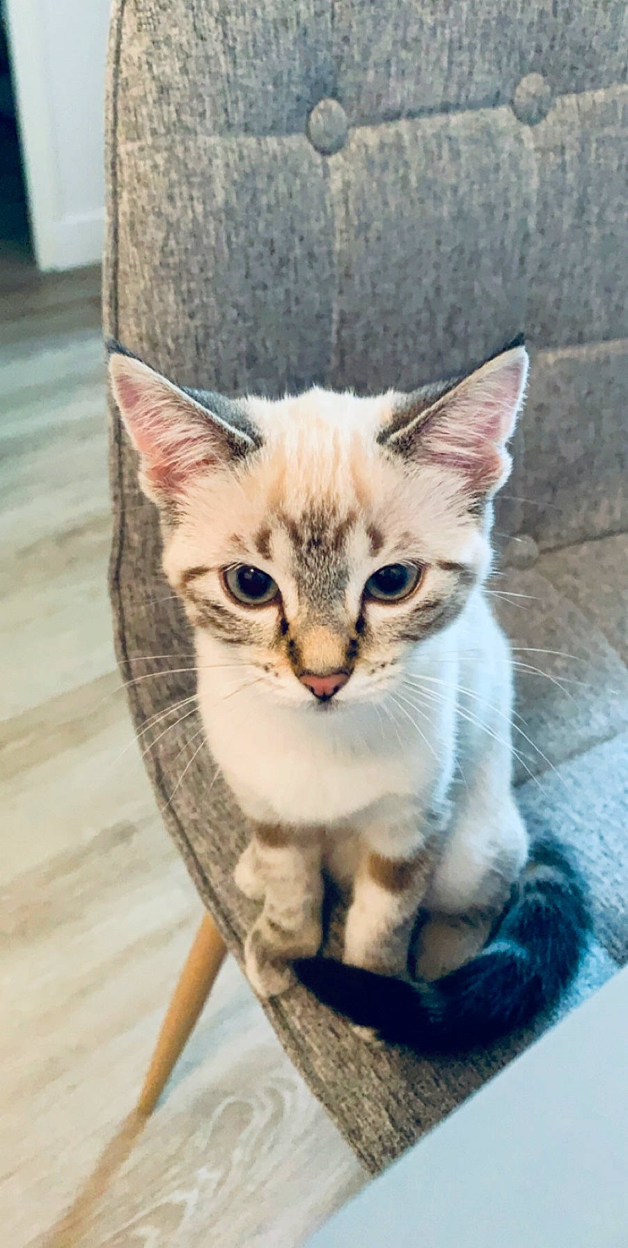 Papelle a rejoint le concours — aidez-le/la à gagner de superbes lots ! aegean_cat, american_wirehair, arabian_mau, asian, australian_mist, burmilla, carnivore, cat, domestic_short_haired_cat, european_shorthair, felidae, german_rex, kitten, mammal, ojos_azules, singapura, small_to_medium_sized_cats, tabby_cat, vertebrate, whiskers