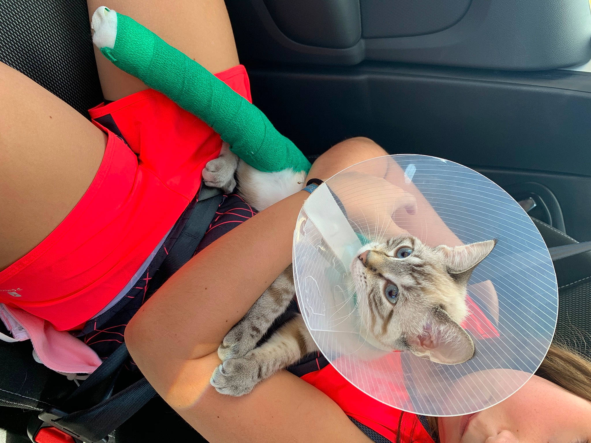 Papelle a rejoint le concours — aidez-le/la à gagner de superbes lots ! arm, car_seat, cat, felidae, hand, leg, thigh