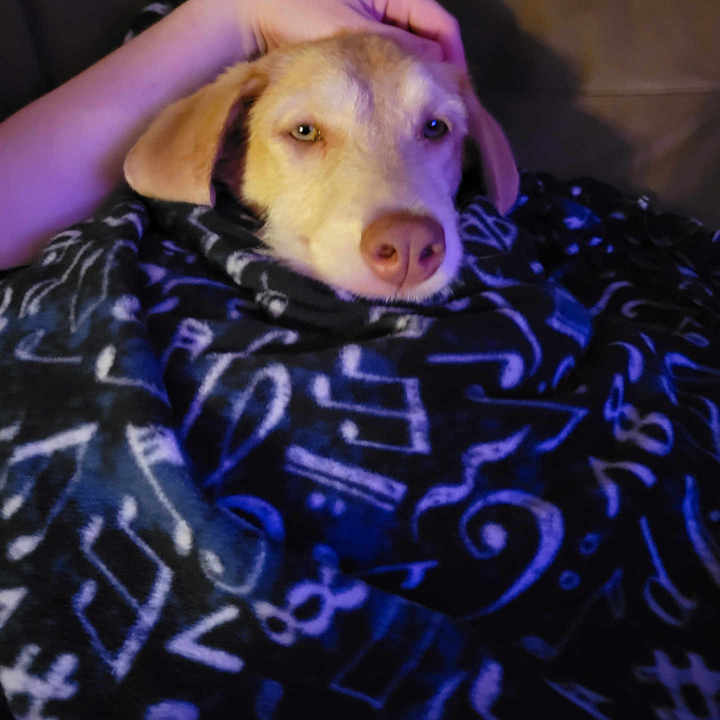 Callisto is registered to the contest to win money with this photo: animal, baby, blanket, bodypart, canine, couch, cushion, dog, finger, furniture, hand, homedecor, hound, husky, labradorretriever, linen, person, pet, puppy, quilt