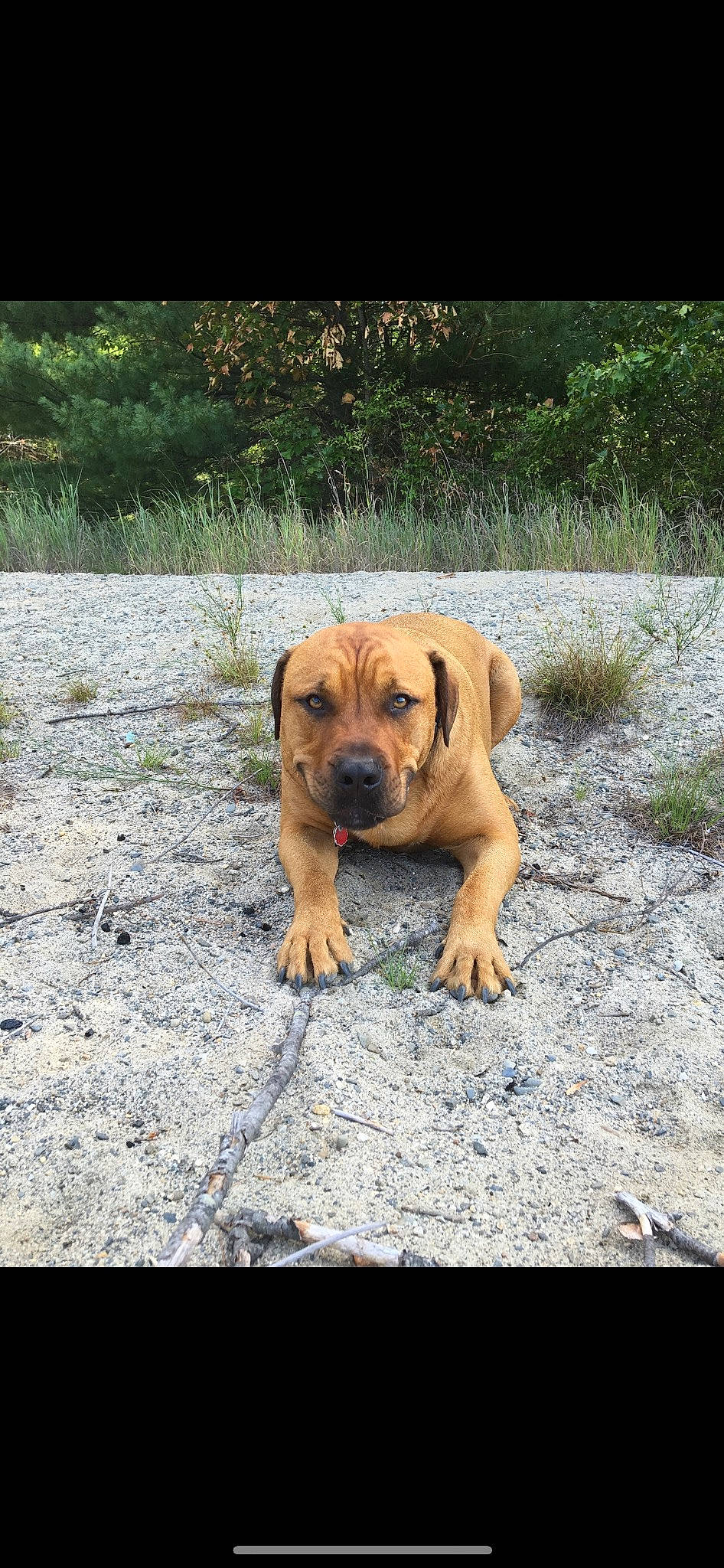 Chiquito is registered to the contest to win money with this photo: canidae, carnivore, companion_dog, dog, dog_breed, fawn, grass, hunting_dog, landscape, liver, molosser, paw, plant, puppy, soil, sporting_group, terrestrial_animal, wood, working_animal, working_dog