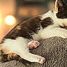 Tigerlily is registered to the contest to win money with this photo: cat, sleeping, black_and_white, pet, animal, furry, whiskers, paws, pink_paw_pads, relaxed, cozy, indoors, soft_texture, fuzzy_surface, warm_lighting, bokeh, close_up, resting, cute, portrait