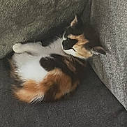 Tigerlily is registered to the contest to win money with this photo: cat, calico_cat, pet, animal, feline, fluffy, tri_color, curled_up, sleeping, resting, couch, sofa, cushion, indoors, home, gray, fur, relaxed, cute, portrait