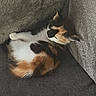 cat, calico_cat, pet, animal, feline, fluffy, tri_color, curled_up, sleeping, resting, couch, sofa, cushion, indoors, home, gray, fur, relaxed, cute, portrait