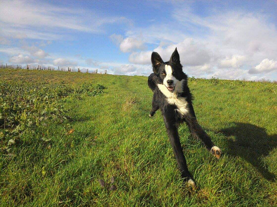 Sparco a rejoint le concours — aidez-le/la à gagner de superbes lots ! border_collie, canidae, carnivore, dog, dog_breed, grass, grassland, herding_dog, hunting_dog, karelian_bear_dog, laika, mammal, mcnab, pasture, russo_european_laika, vertebrate, welsh_sheepdog, working_dog