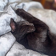 Luna is registered to the contest to win money with this photo: black_cat, sleeping_cat, cat, pet, feline, cozy, blanket, indoor, resting, whiskers, fur, animal, cute, relaxed, domestic_cat, soft_texture, close_up, bedroom, nap, peaceful