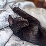 black_cat, sleeping_cat, cat, pet, feline, cozy, blanket, indoor, resting, whiskers, fur, animal, cute, relaxed, domestic_cat, soft_texture, close_up, bedroom, nap, peaceful