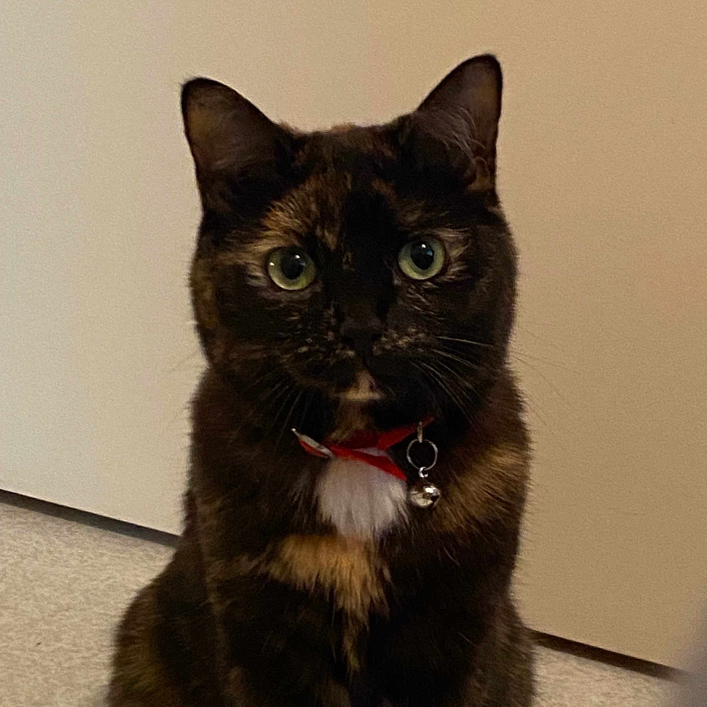 Roxy a rejoint le concours — aidez-le/la à gagner de superbes lots ! abyssinian, accessories, animal, blackcat, bodypart, brasssection, cat, collar, horn, indoors, jewelry, kitten, leash, manx, mouth, musicalinstrument, necklace, person, pet, strap