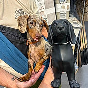 Vasco a rejoint le concours — aidez-le/la à gagner de superbes lots ! animal, black, brown, collar, cute, dachshund, dog, hand, holding, indoor, person, pet, pet_accessory, product, puppy, shelf, short_hair, statue, store, tongue_out