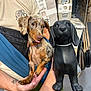 animal, black, brown, collar, cute, dachshund, dog, hand, holding, indoor, person, pet, pet_accessory, product, puppy, shelf, short_hair, statue, store, tongue_out