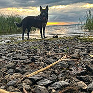 Hyperion joined the competition — help win amazing prizes! dog, silhouette, rocky_shore, water, sunset, clouds, nature, outdoor, grass, sky, landscape, animal, canine, evening, calm, peaceful, adventure, wildlife, scenic, travel
