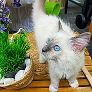 Tigri participe au concours pour gagner de l'argent avec cette photo : kitten, cat, blue_eyes, fluffy_fur, plant, basket, wooden_table, indoor, curious, white_fur, pet, domestic_animal, closeup, small_animal, feline, tabletop, natural_light, decor, young_animal, cute