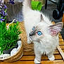 basket, blue_eyes, cat, closeup, curious, cute, decor, domestic_animal, feline, fluffy_fur, indoor, kitten, natural_light, pet, plant, small_animal, tabletop, white_fur, wooden_table, young_animal