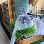 Tigri participe au concours pour gagner de l'argent avec cette photo : cat, blue_eyes, fluffy, wooden_chair, grass_wreath, indoor, cushion, plant, relaxed, pet, feline, whiskers, table, decor, curious, fur, domestic_animal, close_up, home, animal