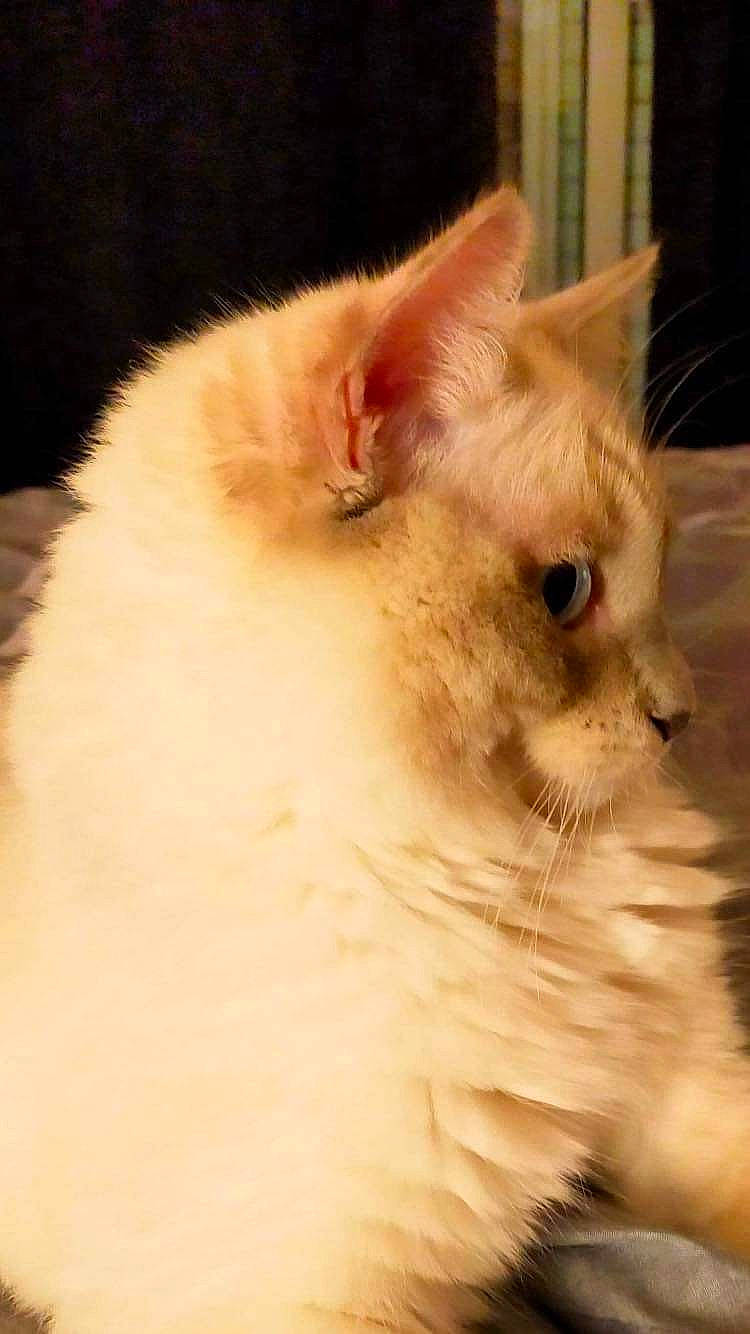 Tigris a rejoint le concours — aidez-le/la à gagner de superbes lots ! british_longhair, carnivore, cat, domestic_short_haired_cat, fawn, felidae, fur, paw, ragdoll, small_to_medium_sized_cats, snout, tail, terrestrial_animal, whiskers, window, wood