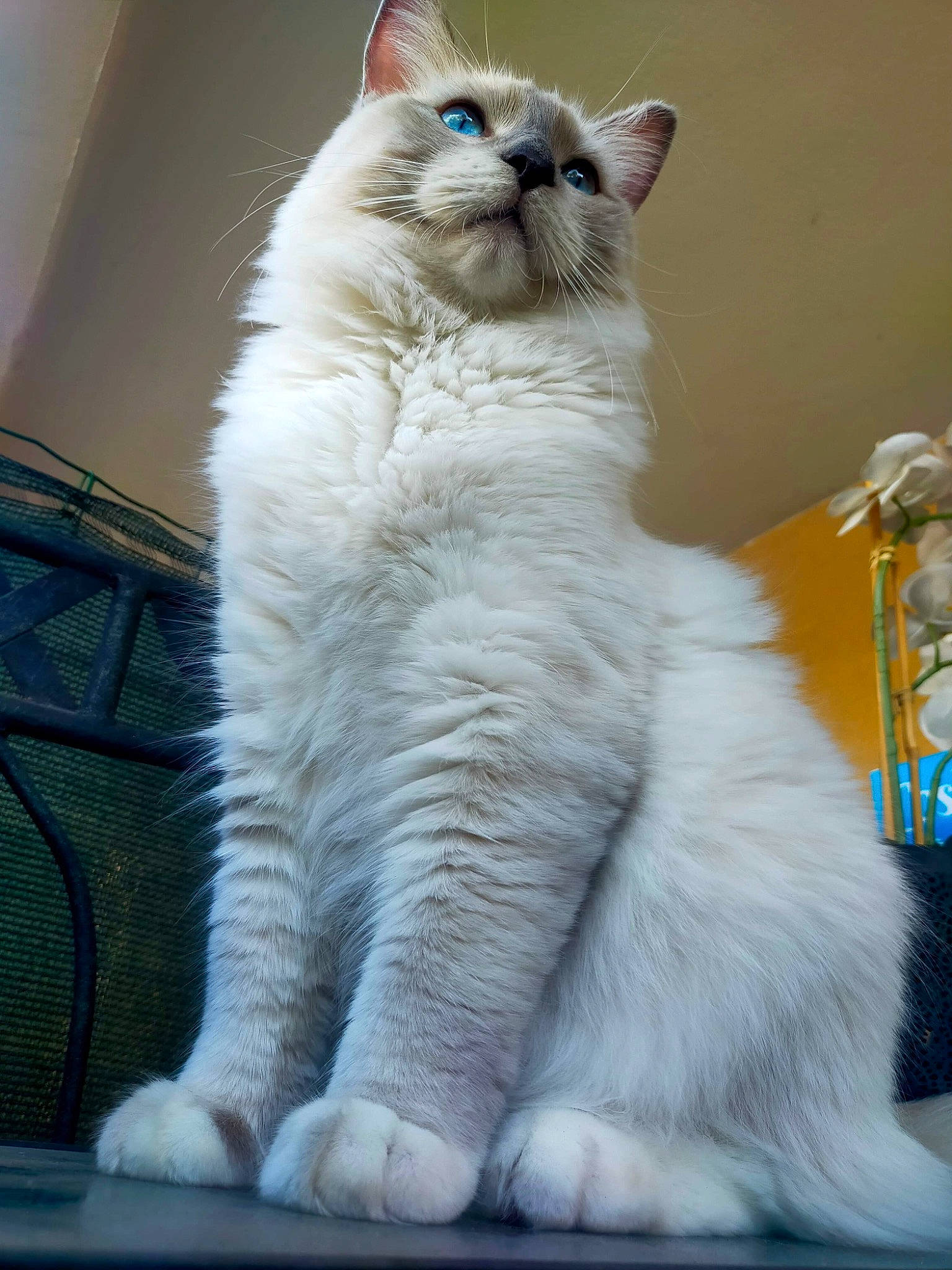 Tigris a rejoint le concours — aidez-le/la à gagner de superbes lots ! carnivore, cat, claw, domestic_short_haired_cat, electric_blue, fawn, felidae, fur, paw, sitting, small_to_medium_sized_cats, snout, tail, terrestrial_animal, whiskers