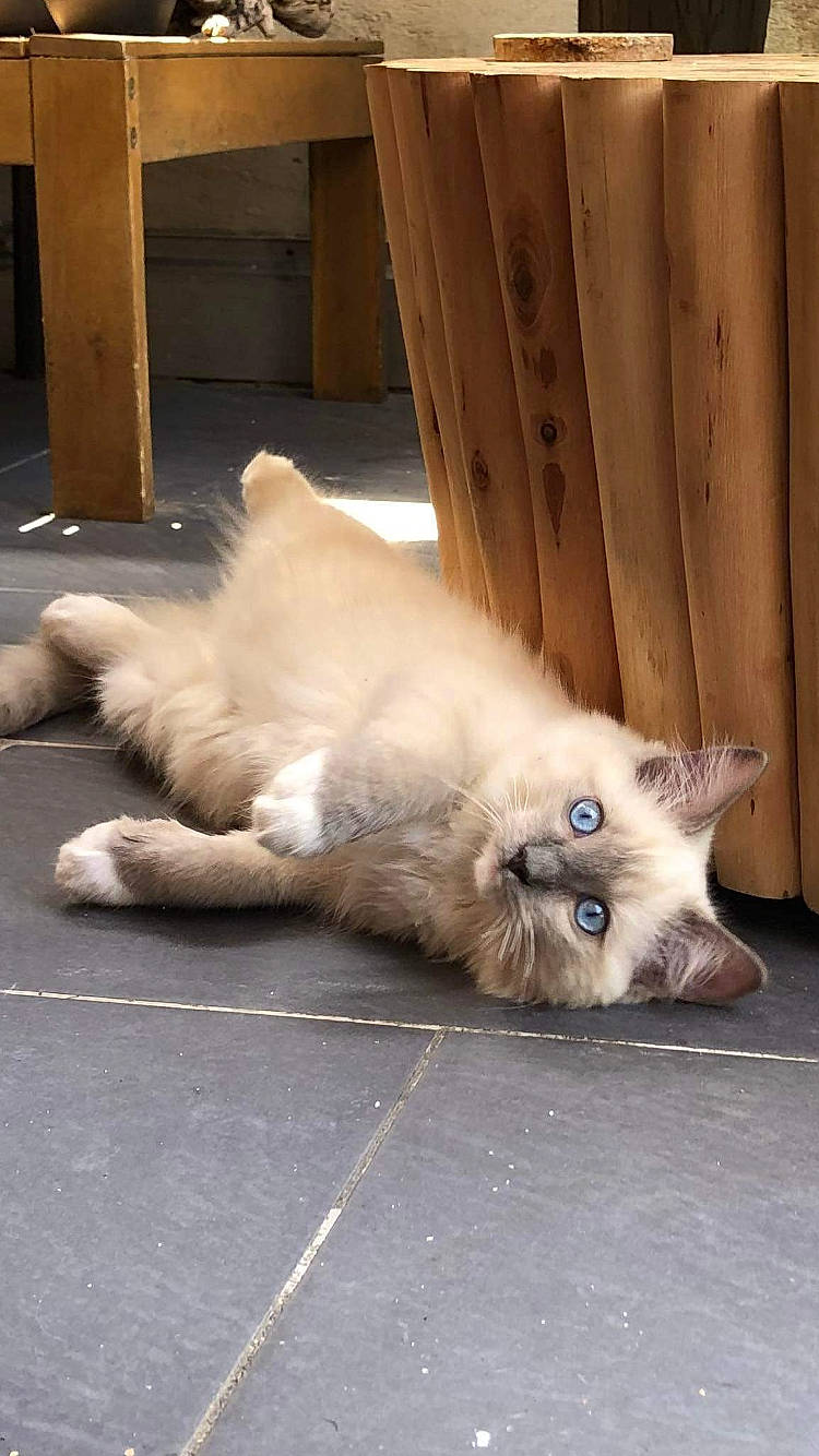 Tigris participe au concours pour gagner de l'argent avec cette photo : balinese, birman, canidae, carnivore, cat, claw, companion_dog, curtain, fawn, felidae, fur, paw, siamese, small_to_medium_sized_cats, snout, tail, thai, tonkinese, whiskers, wood