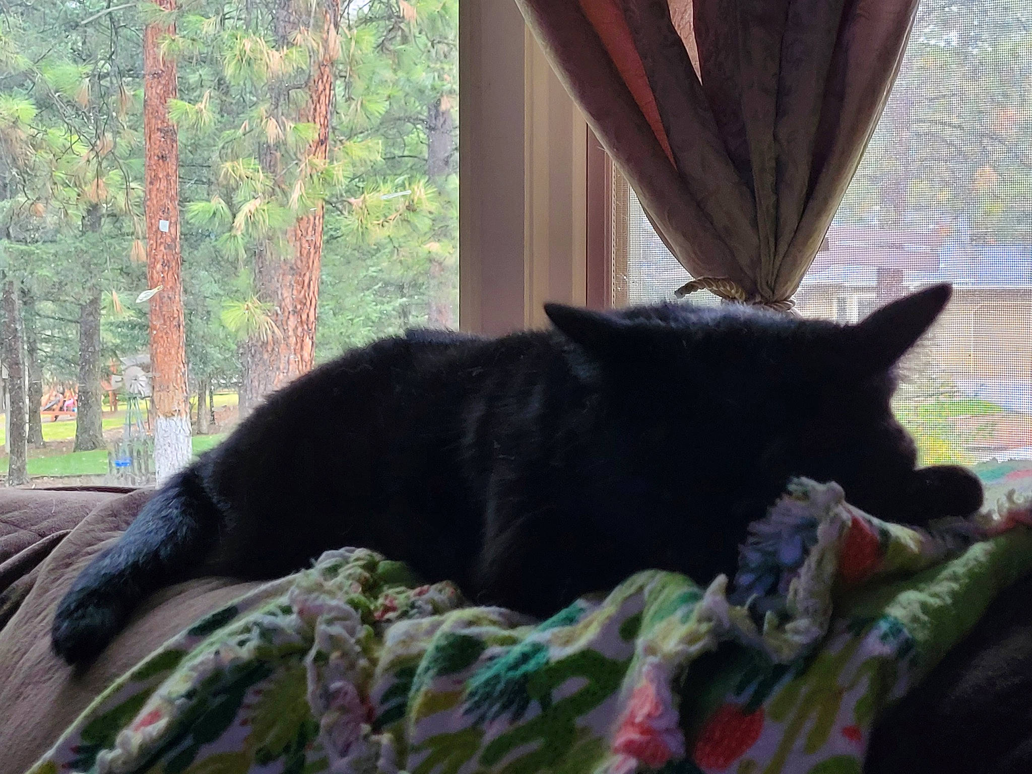 Beerus joined the competition — help win amazing prizes! black_cat, canidae, carnivore, cat, comfort, dog_breed, felidae, fur, grass, linens, plant, small_to_medium_sized_cats, sporting_group, tail, terrestrial_animal, tints_and_shades, tree, trunk, whiskers, wood